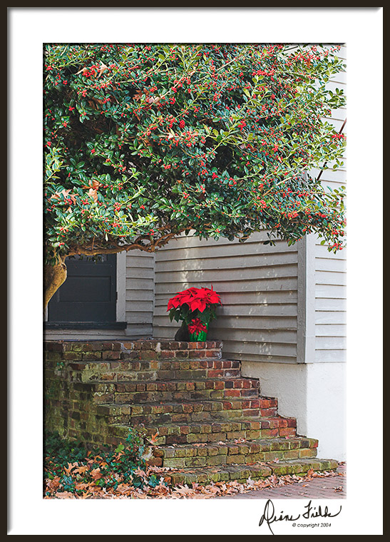 Holly and Poinsettia