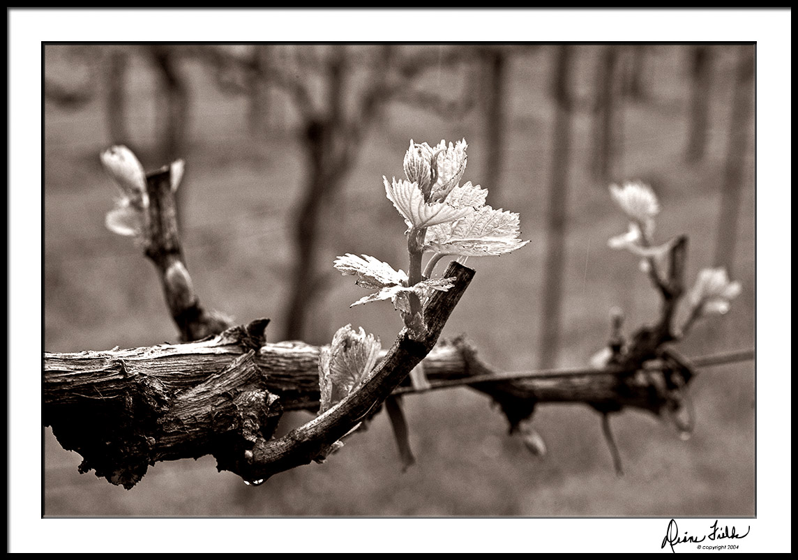 Chardonnay Bud Break