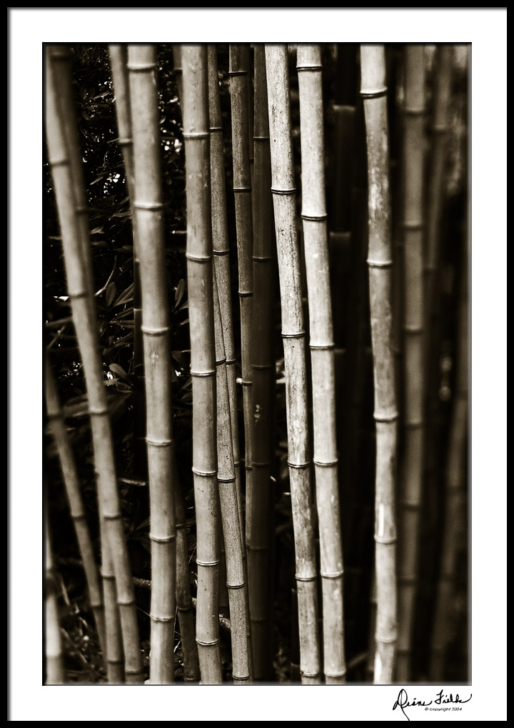 Bamboo