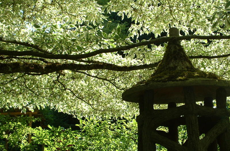 Japanese garden -Butchart Gardens