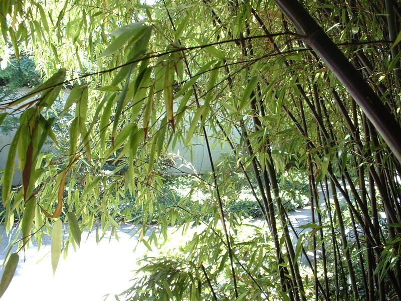Sun Yat Sen garden-Chinatown 1