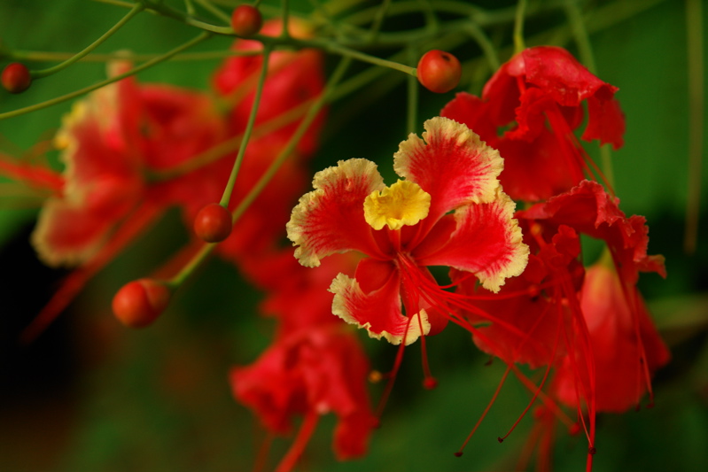 2055Pohnpeian Flower!39/57/71 ... see a now growing gallery from Pohnpei at...