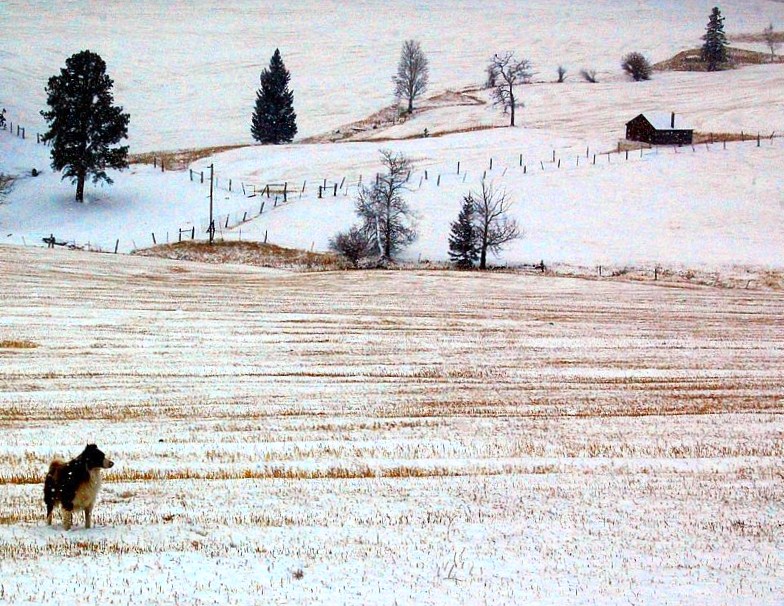 Field Dog