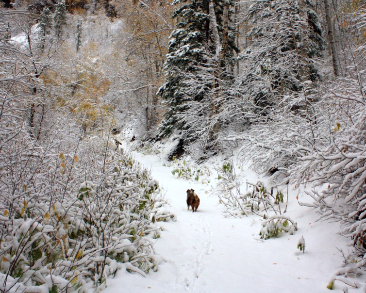 Snow Hike