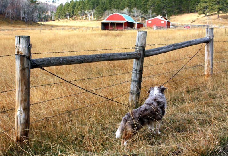 Ranchin