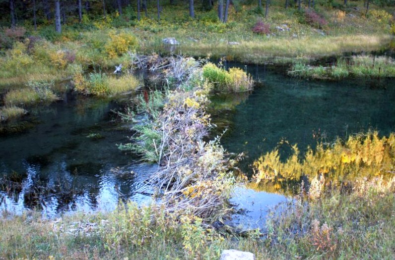Beaver Dam