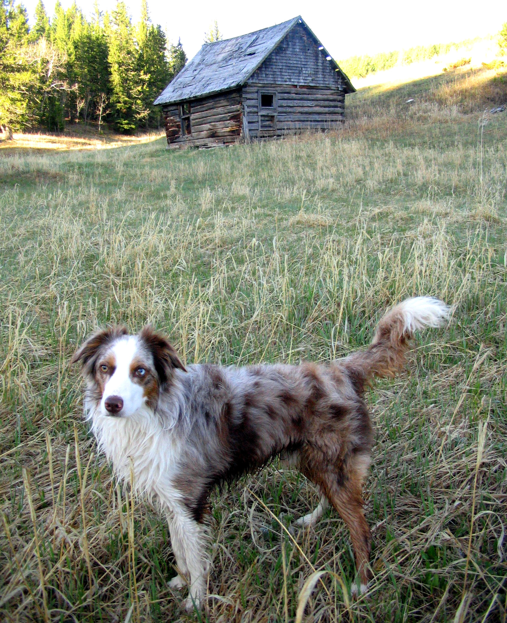 Wyeth