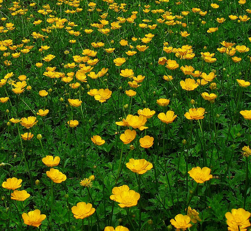 Butter Cups