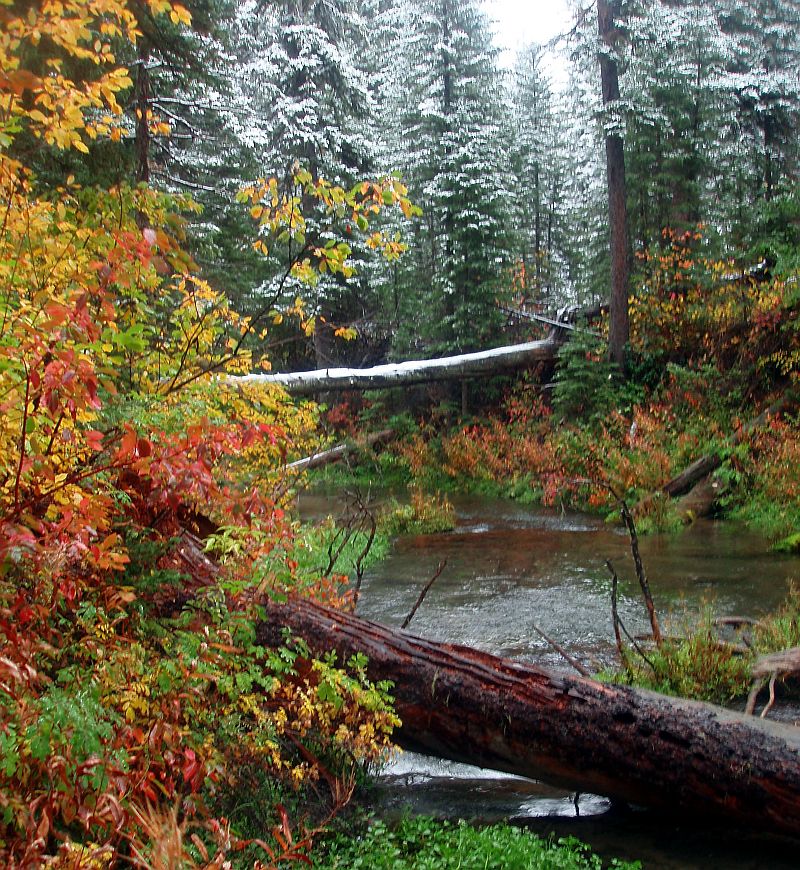 Fallen Logs