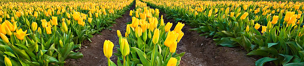 Tulip Field - View at original