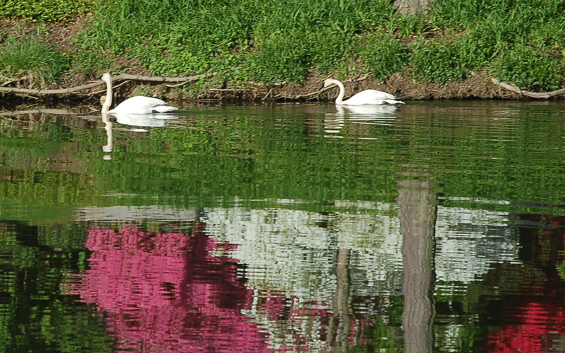 Swans on Wilde Lake