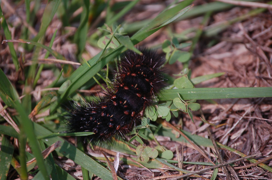 Caterpillar-Giant Leopard Moth