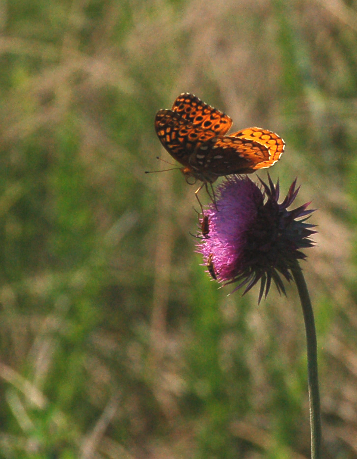 Fritillary Butterfly on Thistle