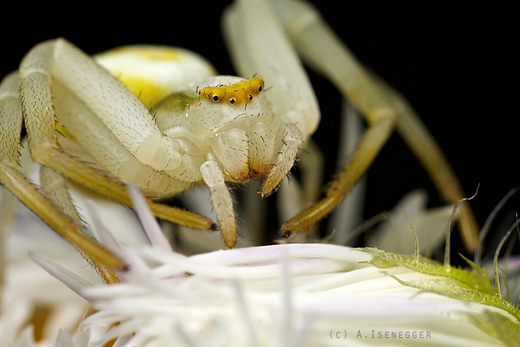 Krabbenspinne