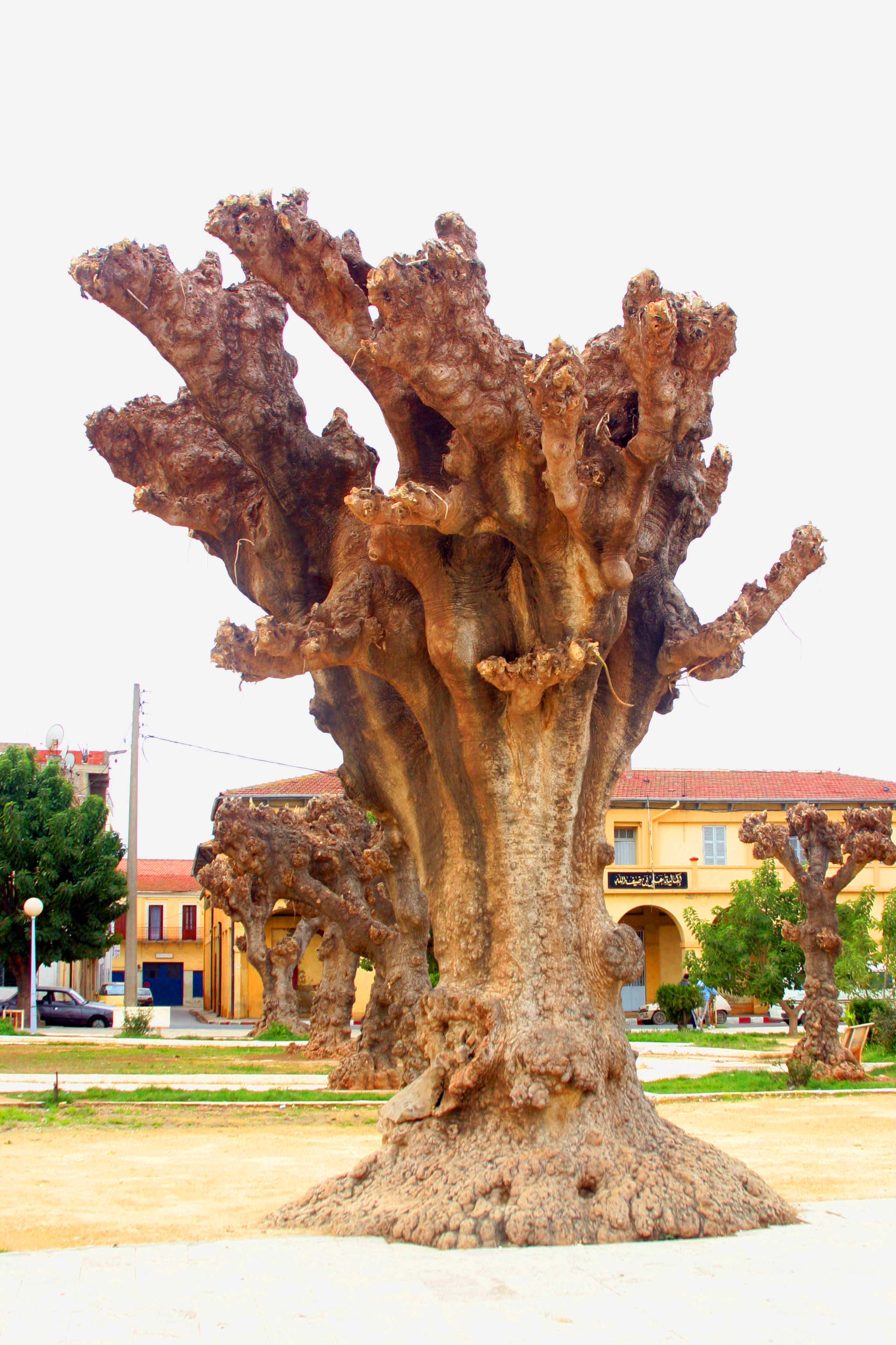 La place,Cherchel Algerie