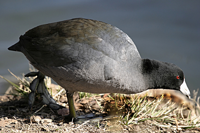 American Coot - Fulica americana