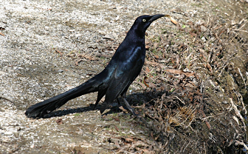 Common Grackle - Quiscalus quiscula