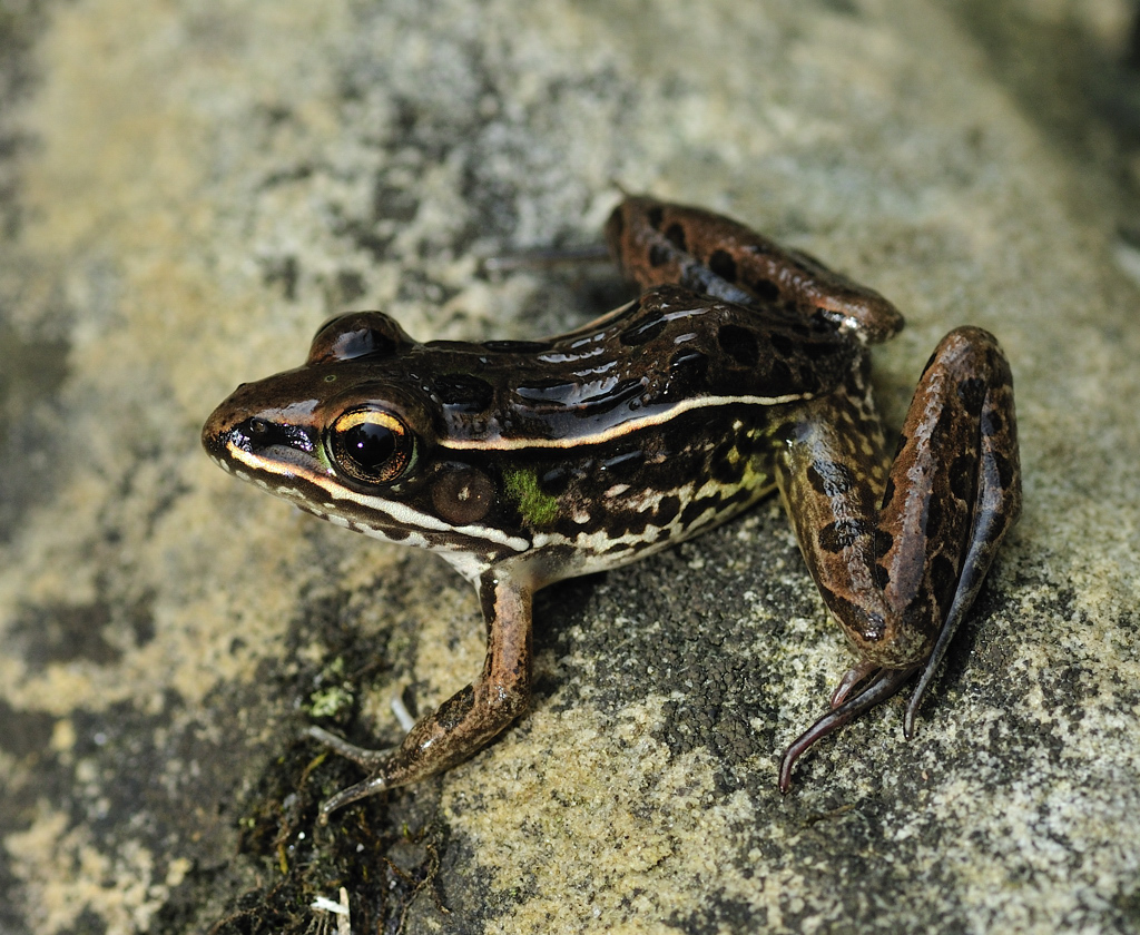Leopard frog