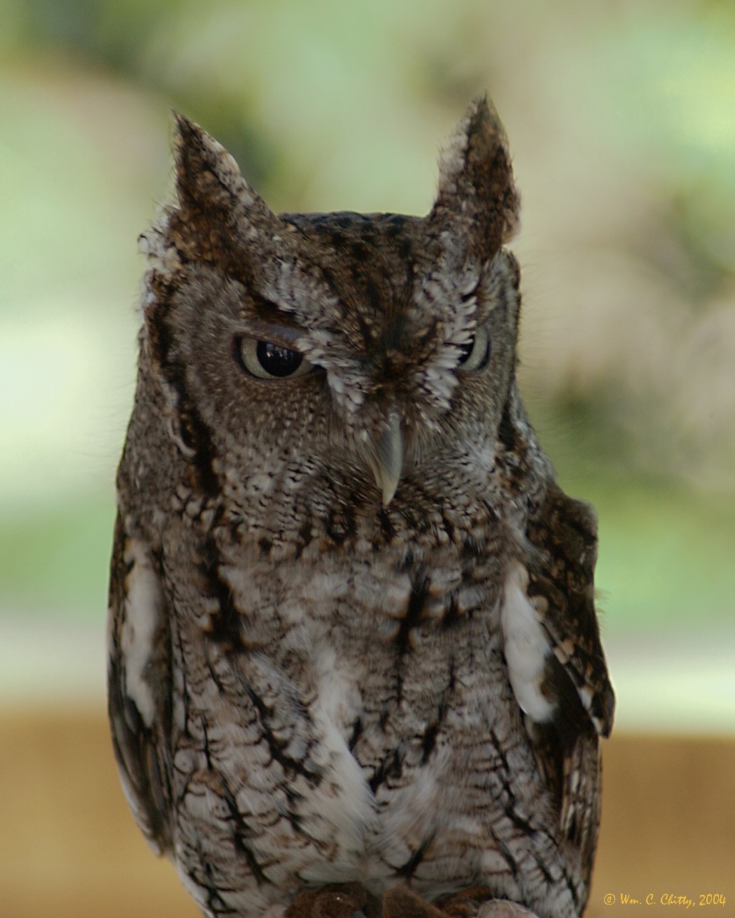 ScreechOwl.jpg