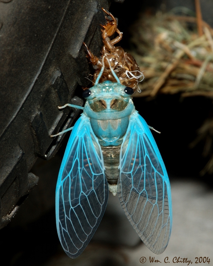 NewCicada.jpg