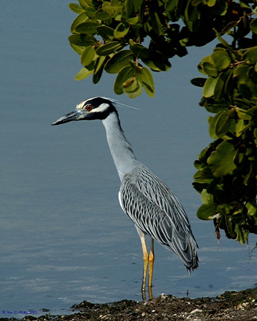 Sanibel-Ding-YCNHeron.jpg