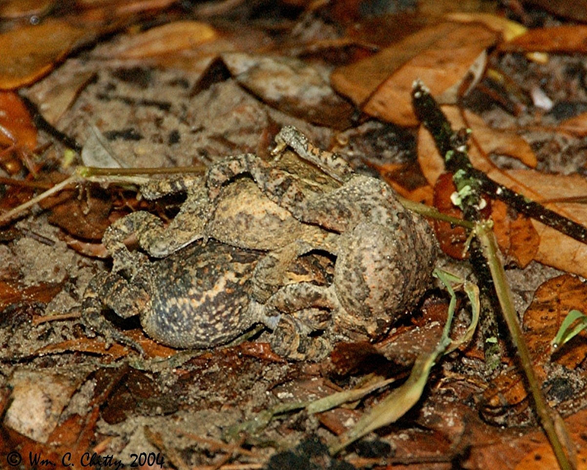 Three toads.jpg