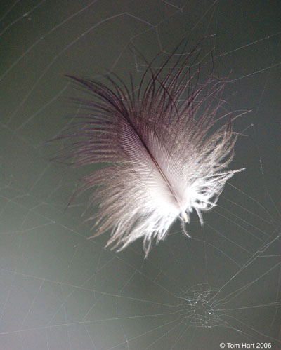 Feather in Web II.jpg