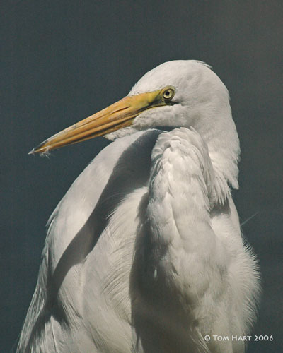 Great Egret 3-1