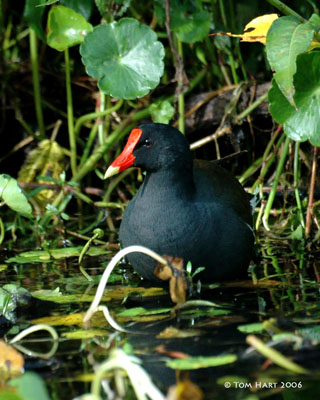 Coots & Gallinules