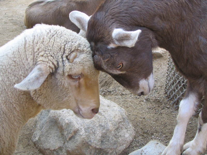 Confrontation
