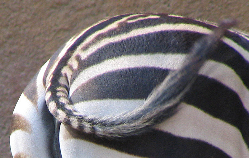 Zebra Back