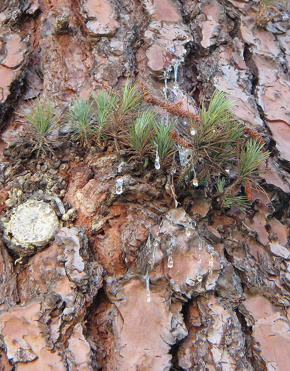 dripping sap