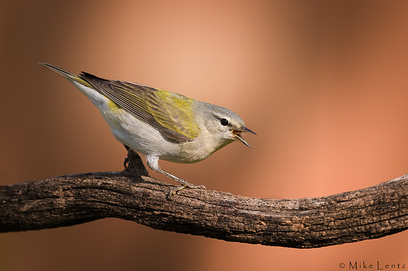 Tennessee Warbler