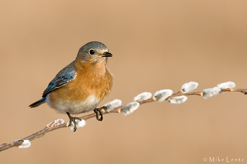 Bluebird on pussywillow