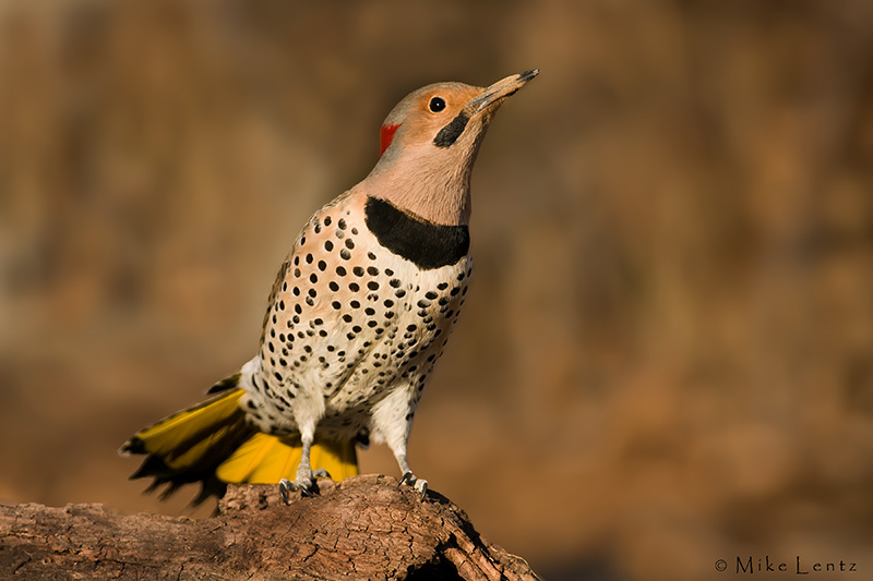 Northern Flicker on log