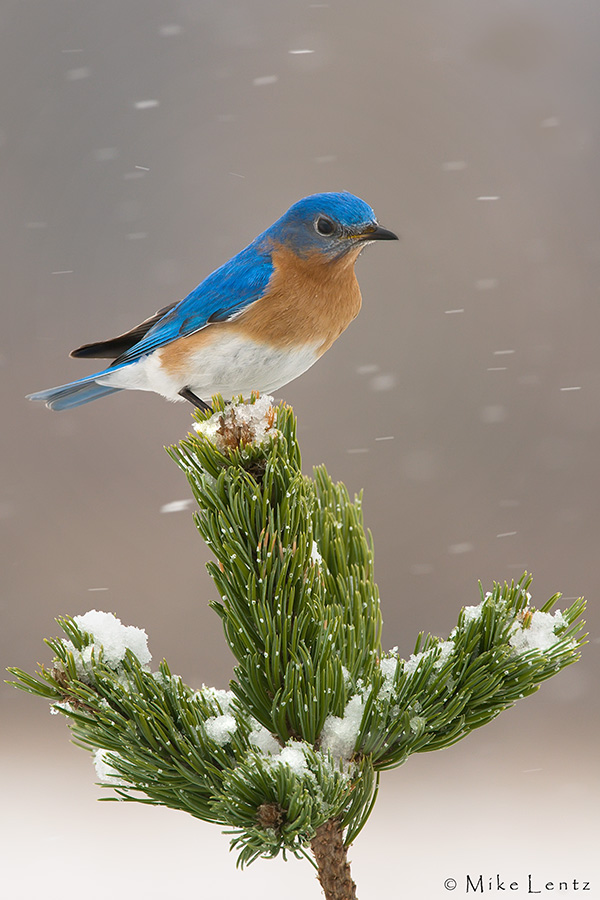 Bluebird on Bristlecone