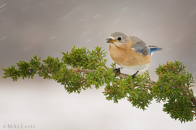 Juniper in snowstorm