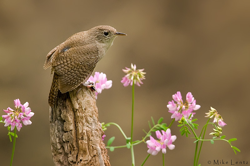House Wren
