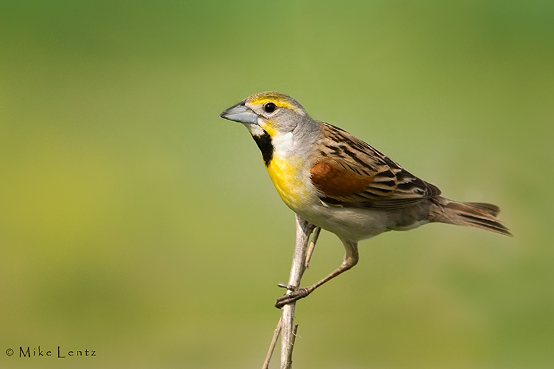 Dickcissel