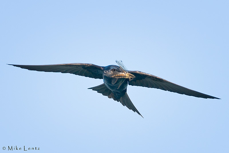 Purple Martin in flight with dragonfly