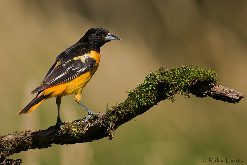 Baltimore Oriole