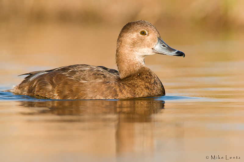 Redhead hen on golden waters