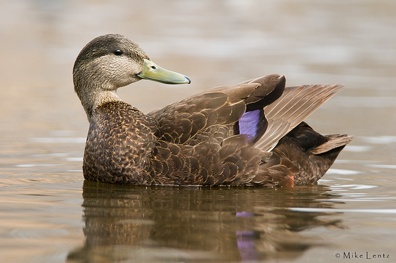 Blackduck drake preening