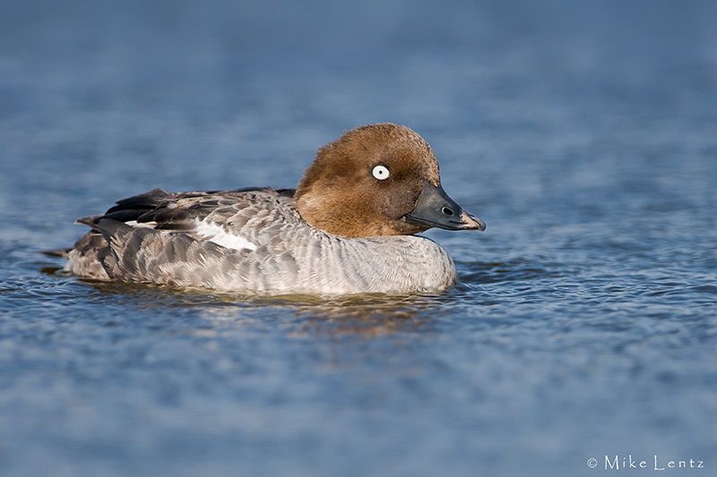 Common Goldeneye (hen)