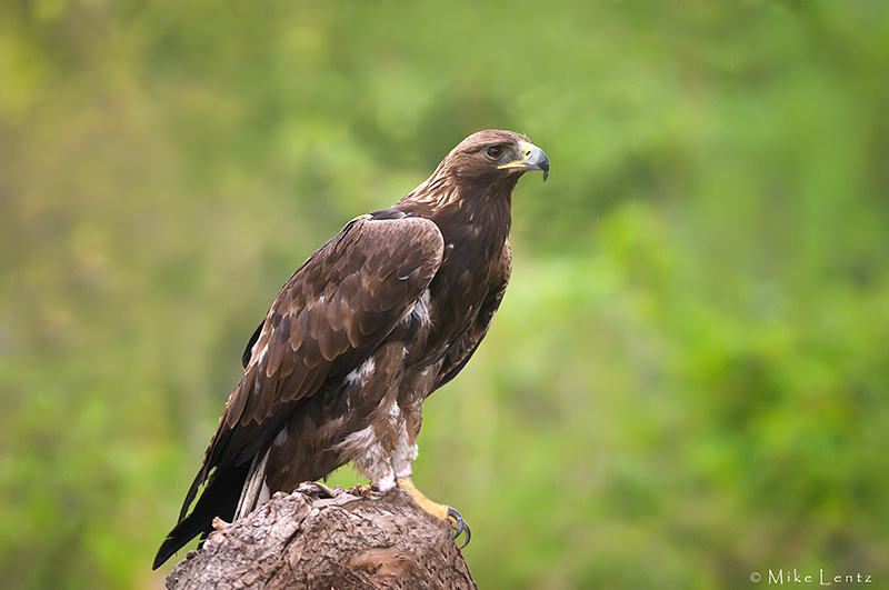Golden Eagle