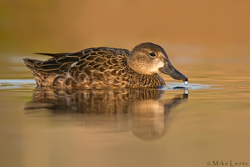 Blue Winged Teal (hen)