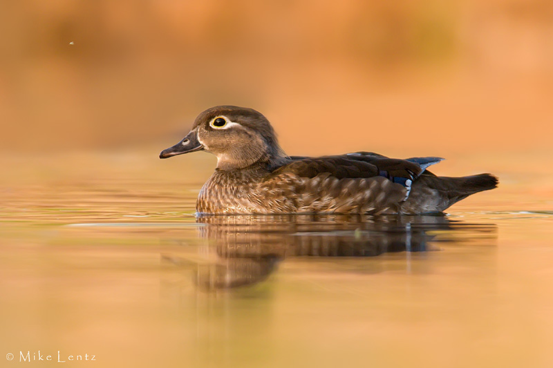 Wood duck (Hen) in last light