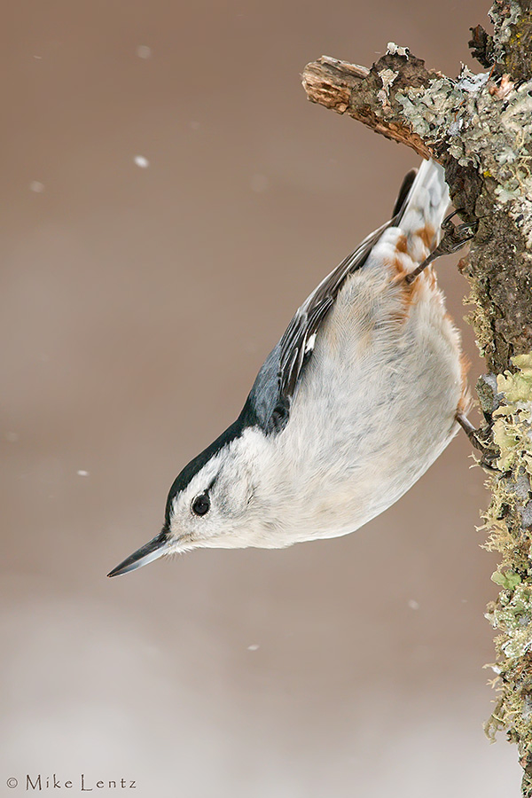 White Breasted Nuthatch