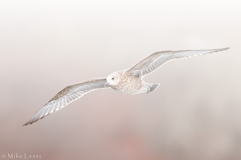 Thayers Gull (juvie)