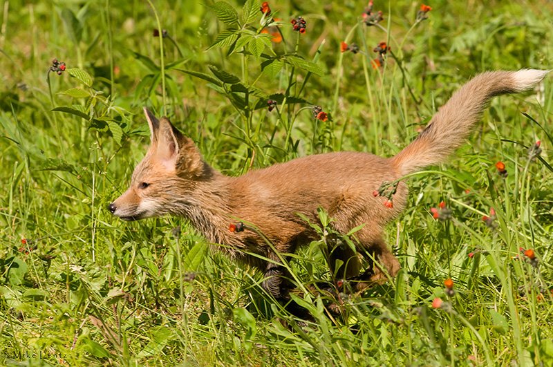 Fox (kit)